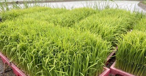 Best Seller! Northern limit Koshihikari (specially cultivated rice) 24th year
